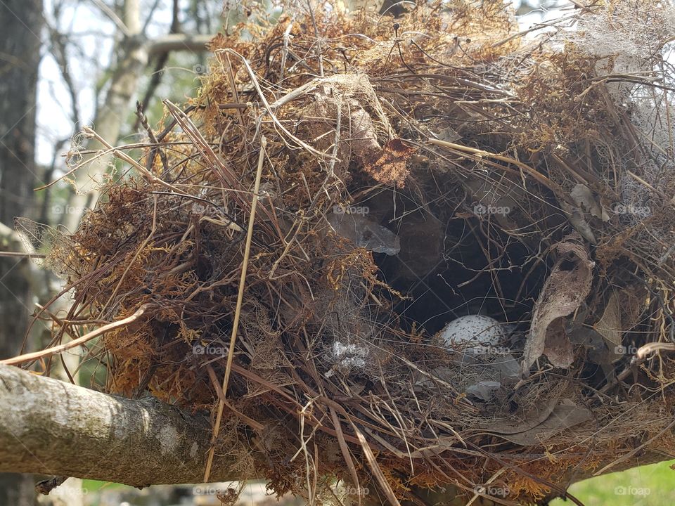 Nest