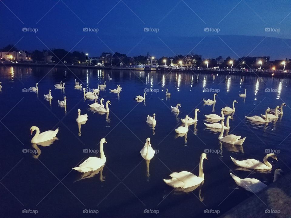 Flock of Swan swimming.