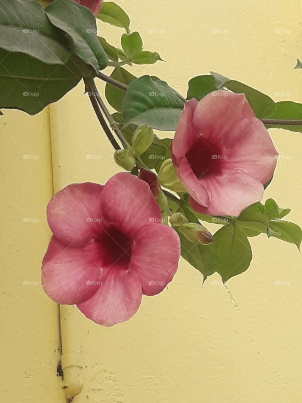 beautiful pink morning glory flower