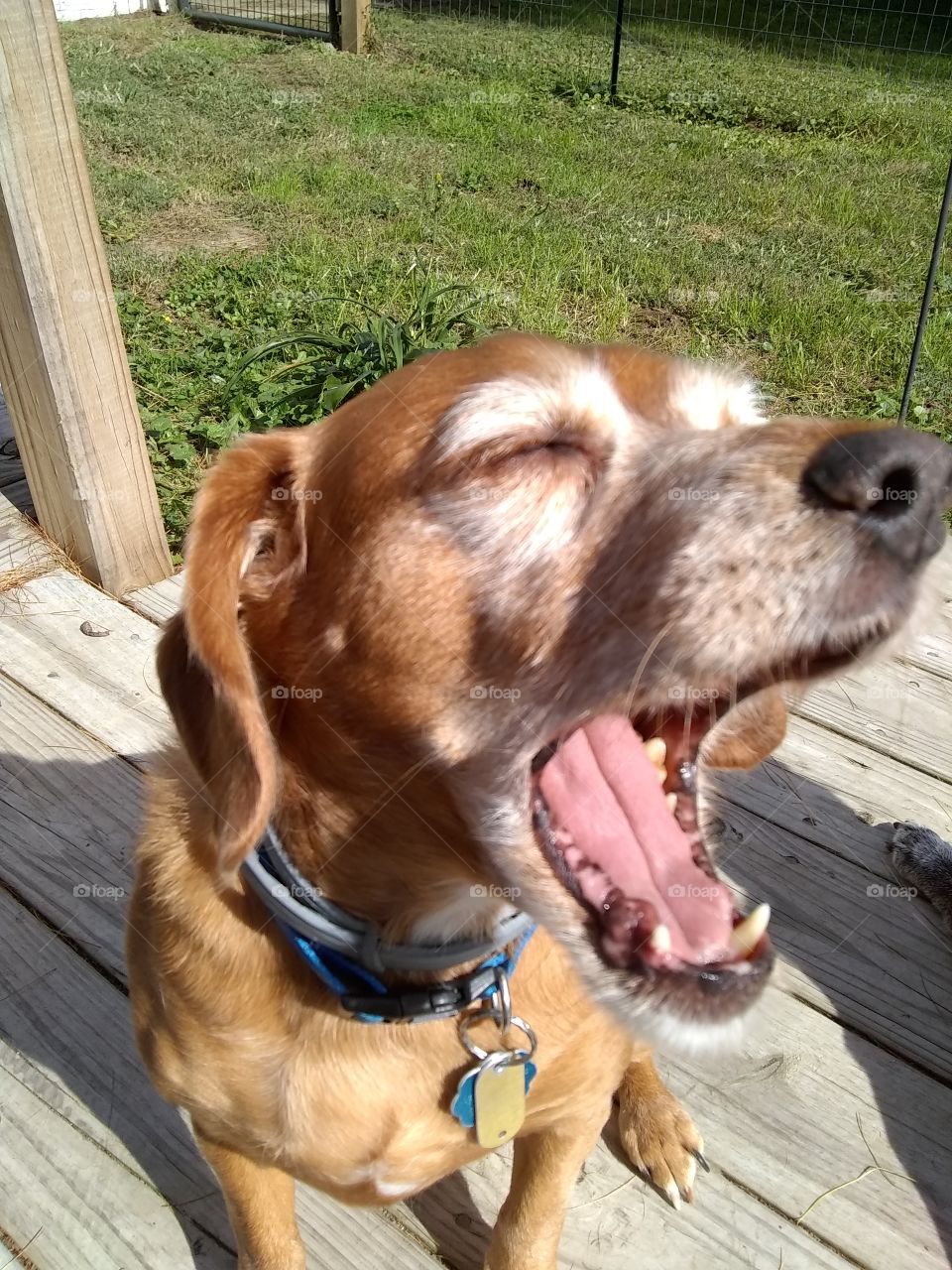 He was caught yawning, but looks like he's about to eat an entire cheeseburger in one bite