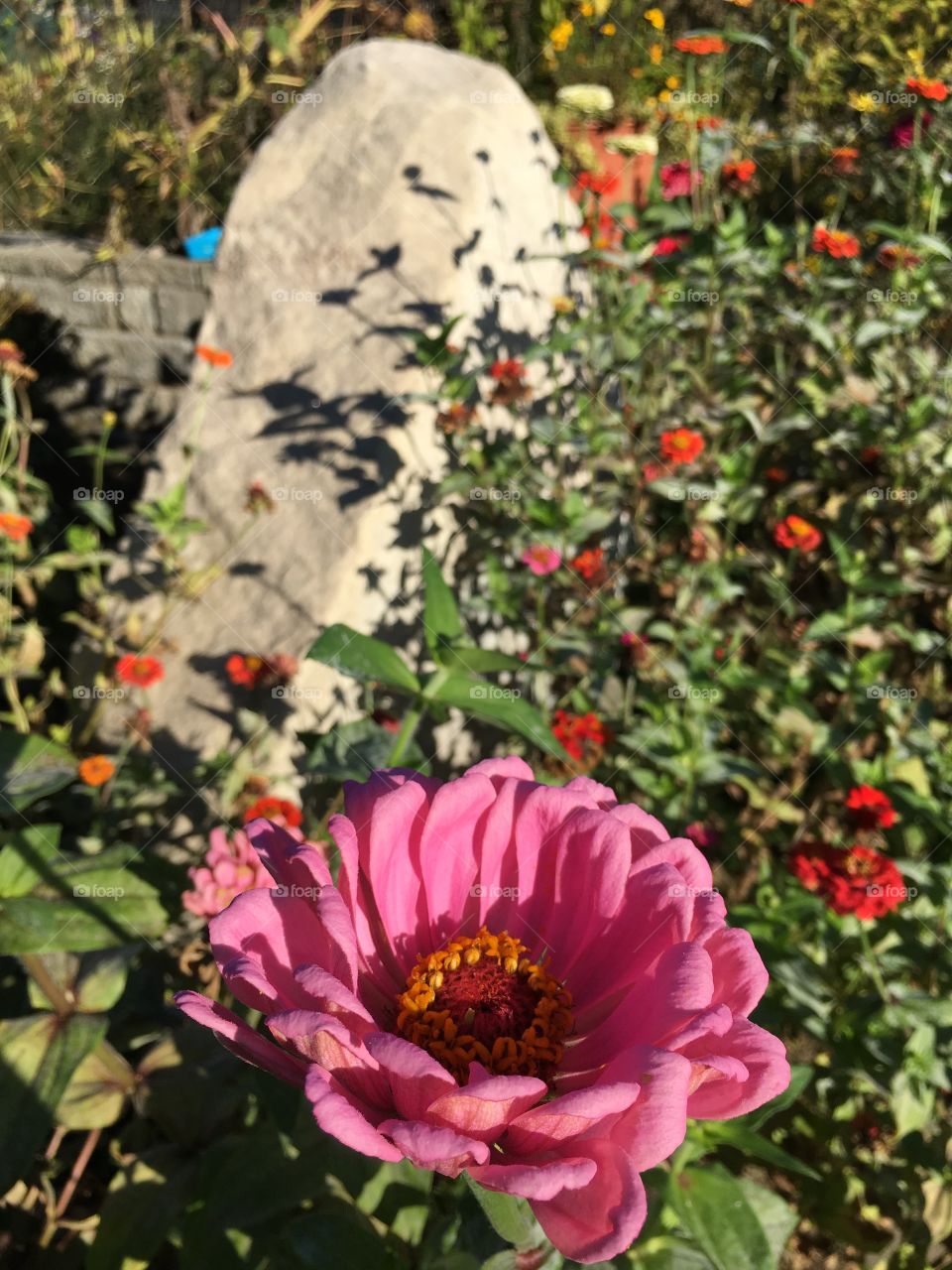 Pink Zinnia 