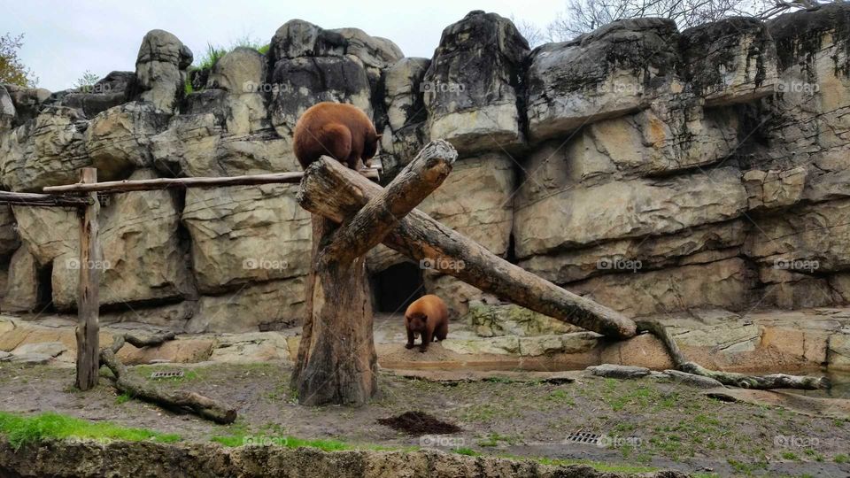 Brown bears at Houston Zoo.