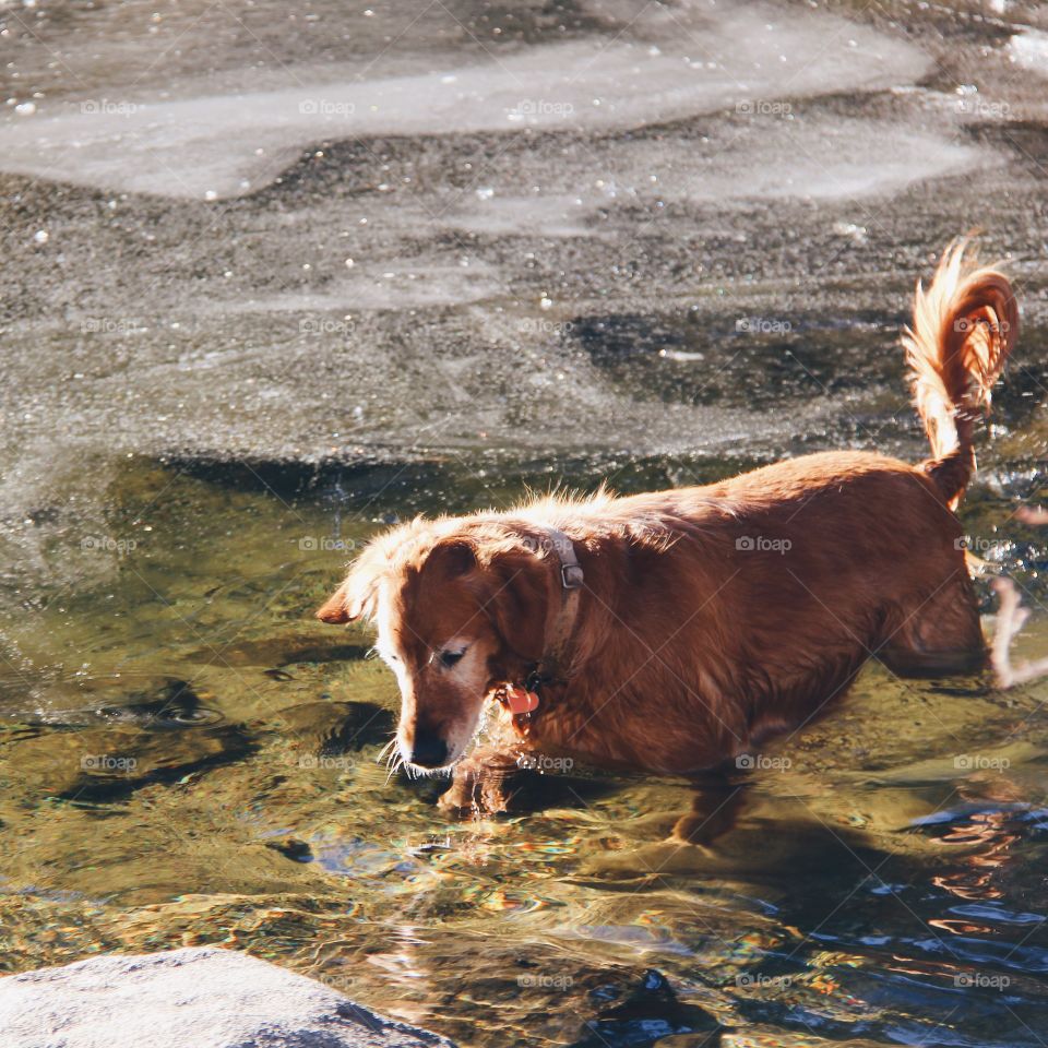Golden hour. Golden retriever at Yosemite National Park pouncing on fish in a frozen lake