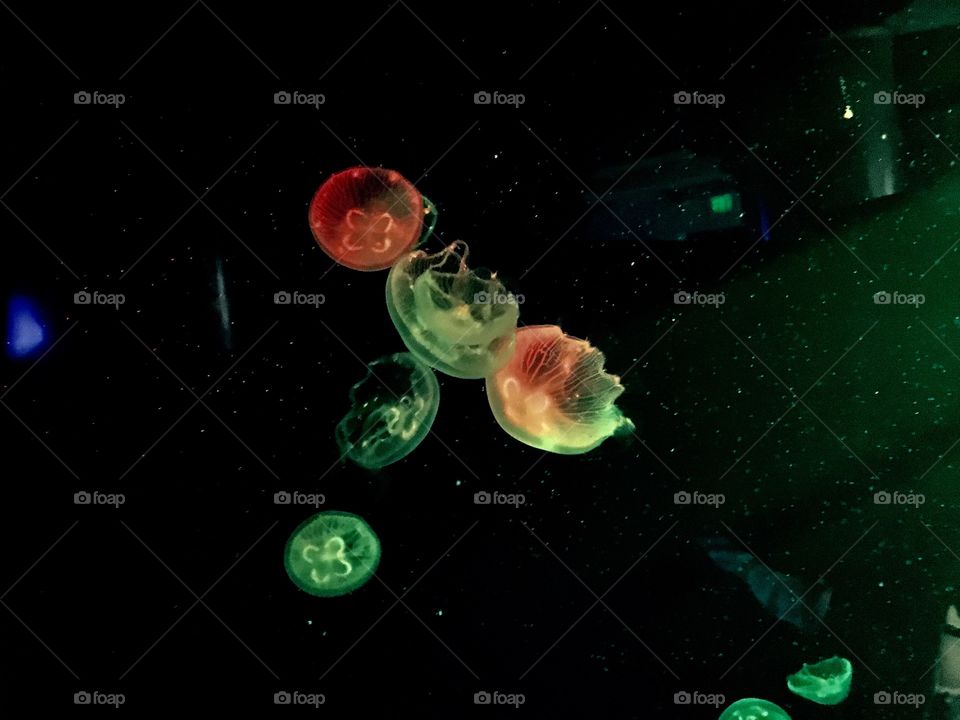 Glowing jellies 