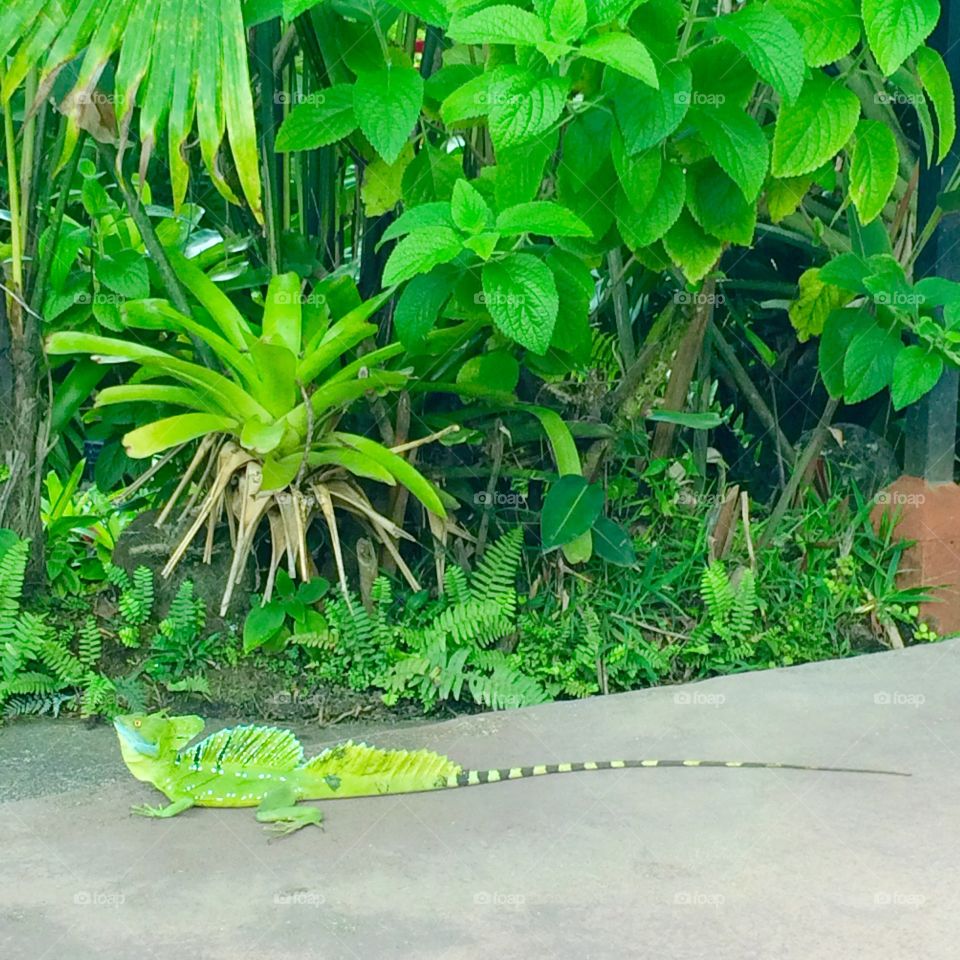 Costa Rica Lizard 