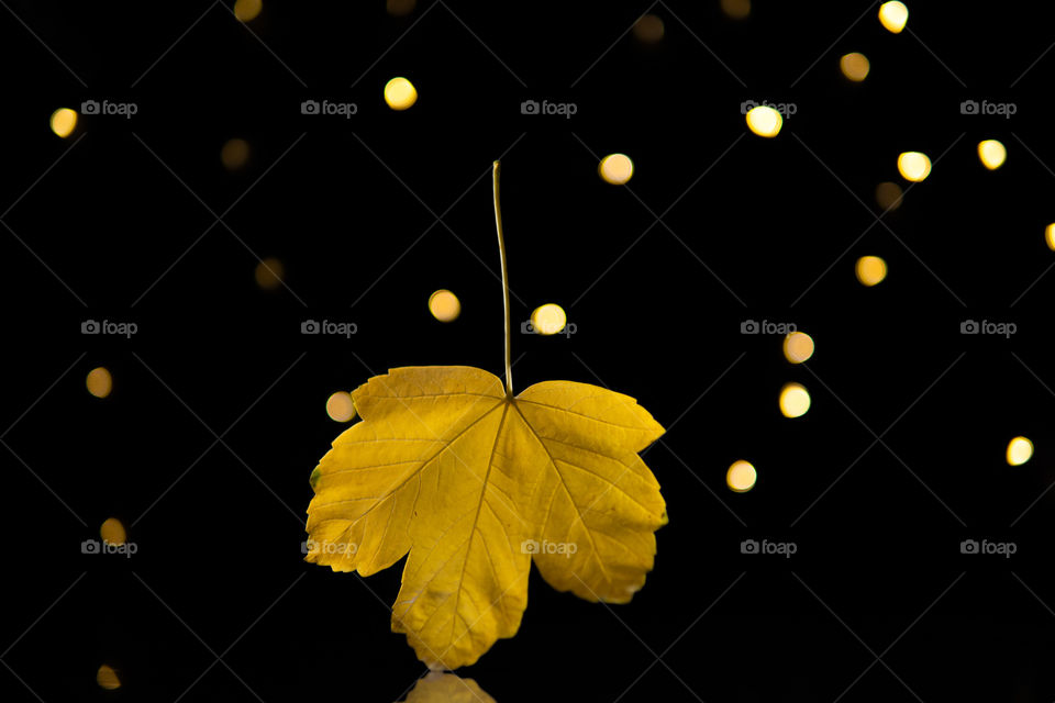 Yellow leaf standing on a glass. black background