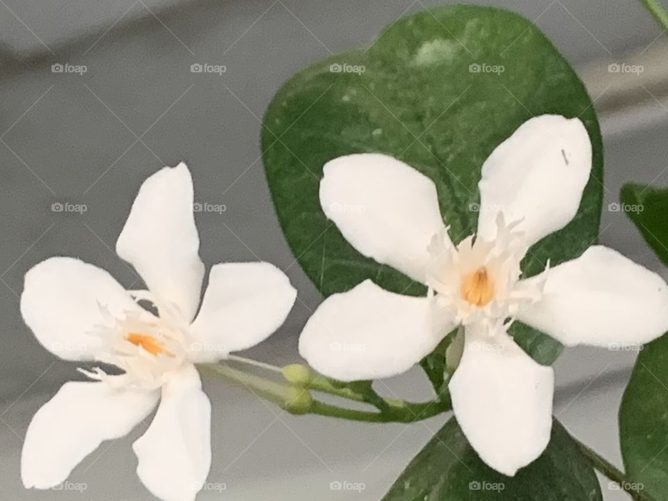 The white color stories, my garden ( Thailand)