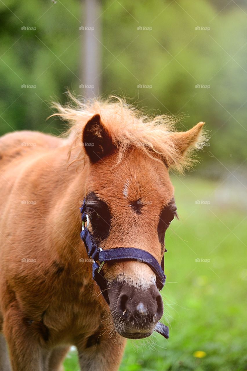 Pony foal