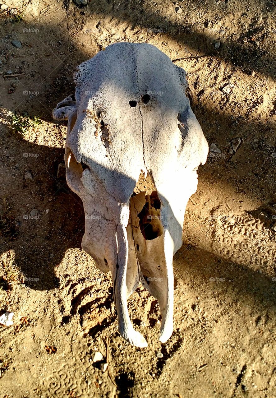 Castle skull in color. Bottle Tree Ranch on Route 66