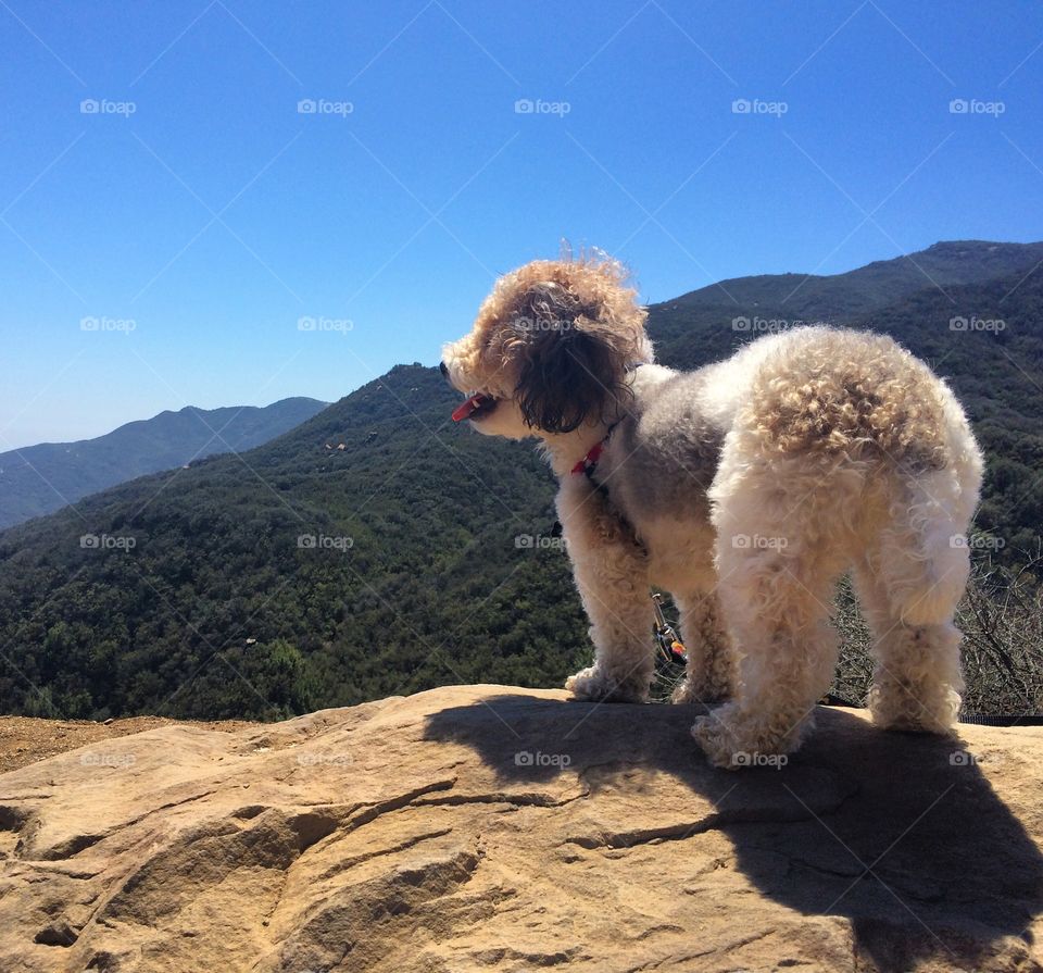 Charlie in Malibu