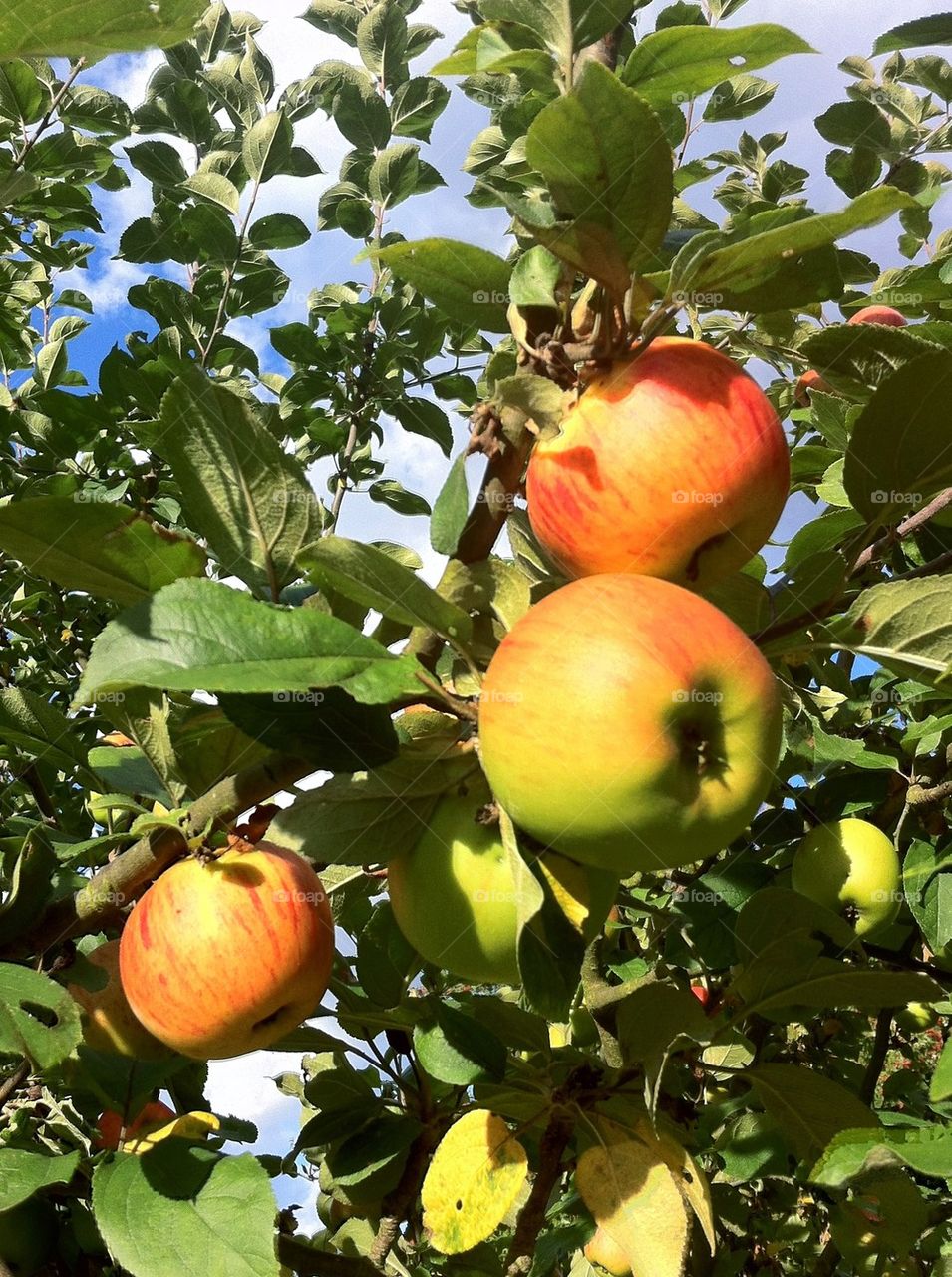 Apple tree with ripe fruits