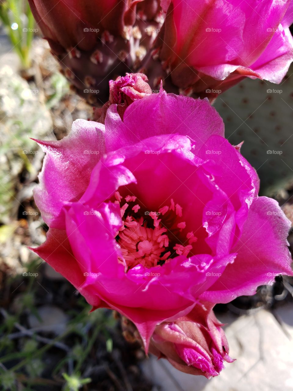 desert bloom