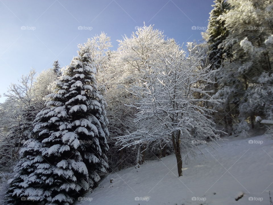 Bad Wildbad in winter