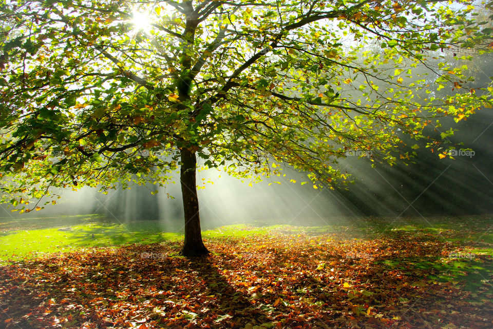 All Leaves and Light Beams