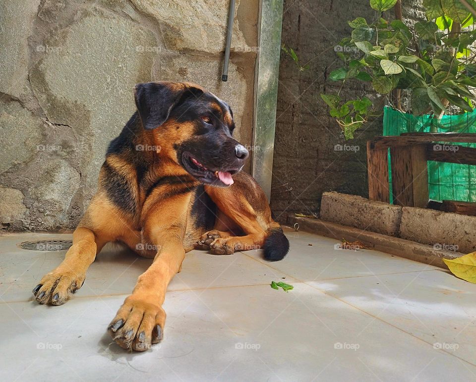 Look at the size of this "dog" resting in the shade... With those floppy ears! Dogs with a mixture of black and caramel colors are very beautiful and attract attention.