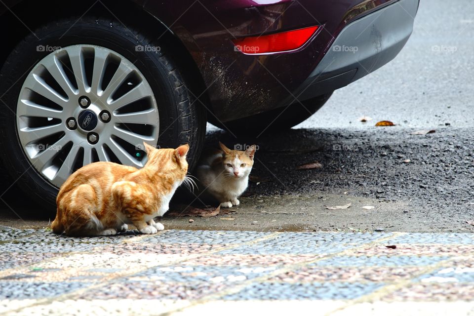 two cats face to face