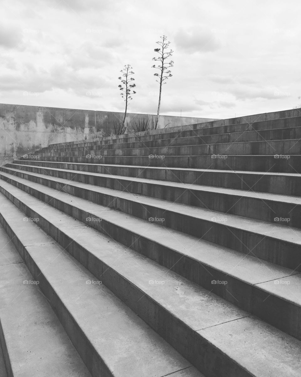 These two tiny trees caught me eye in this immense space of concrete. 