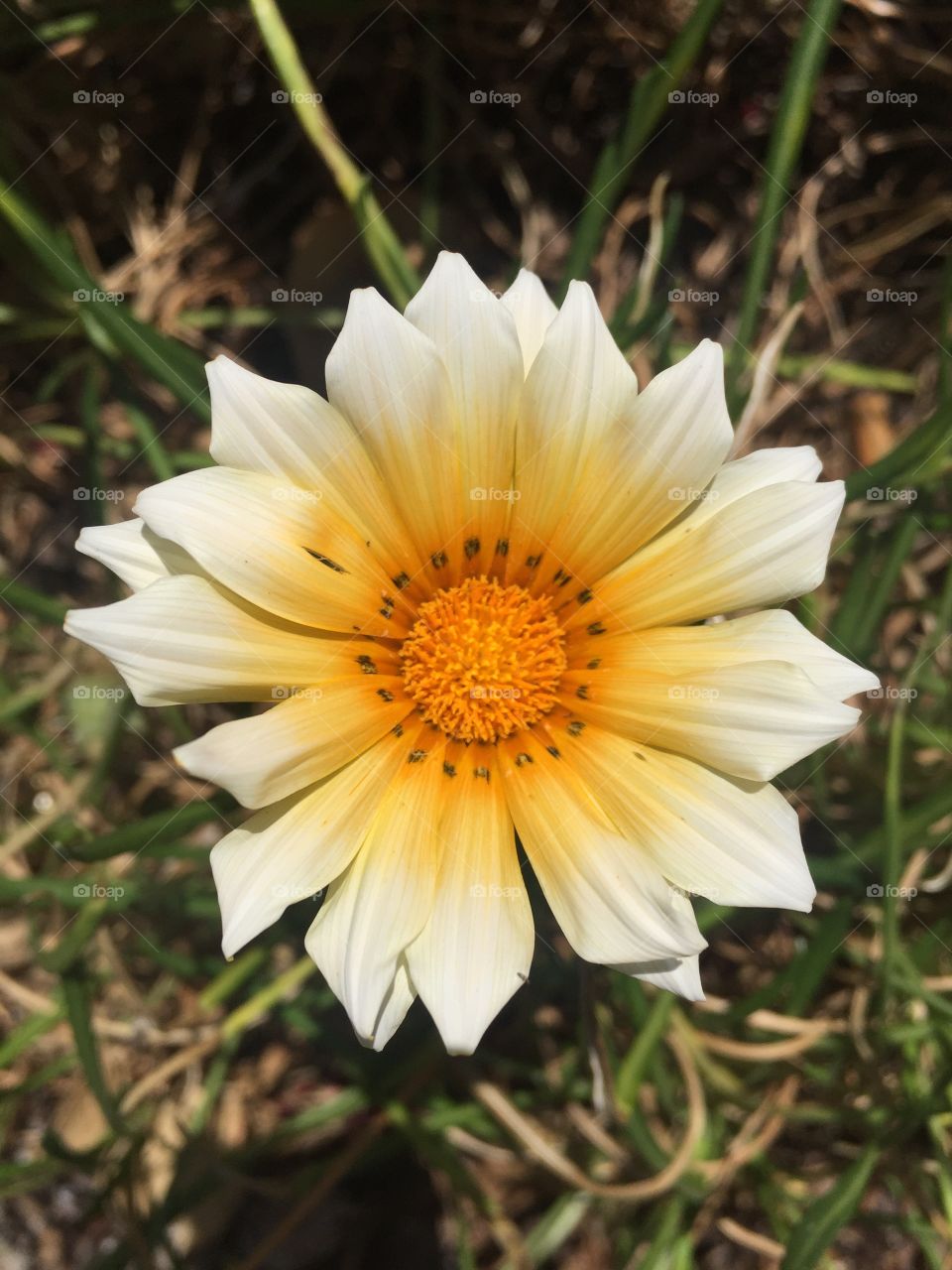 Beautiful white yellow and orange tropical flower in the sun light