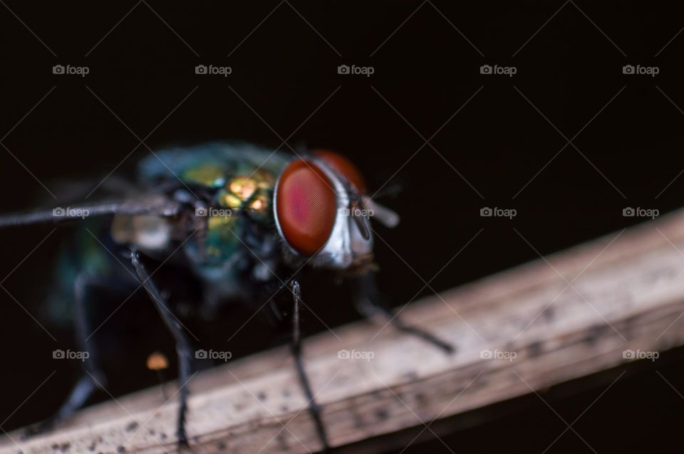 Macro view of fly eye.