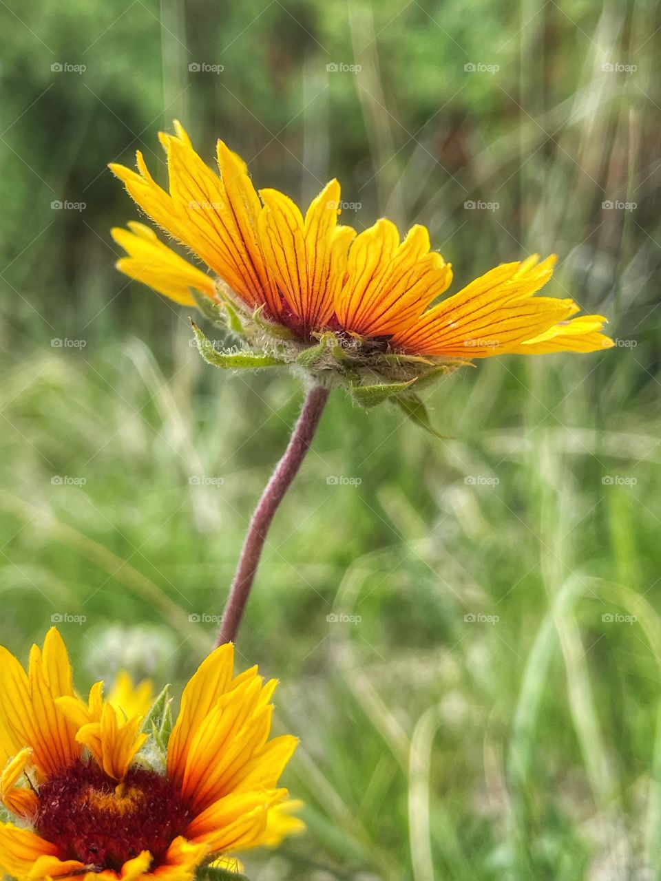 Brown eyed Susan reaching for the sun