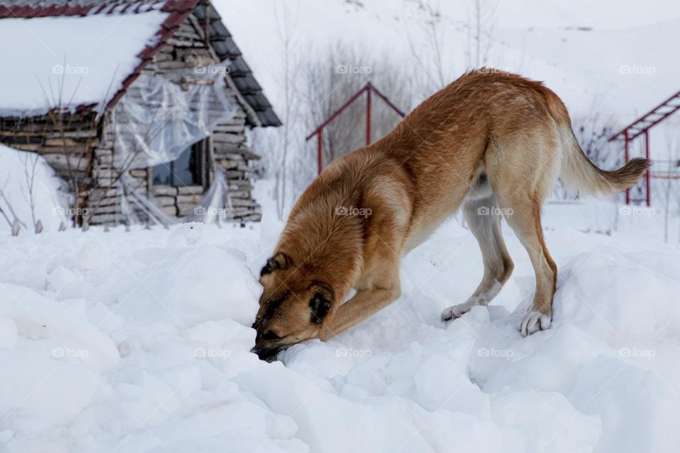 Snow dog