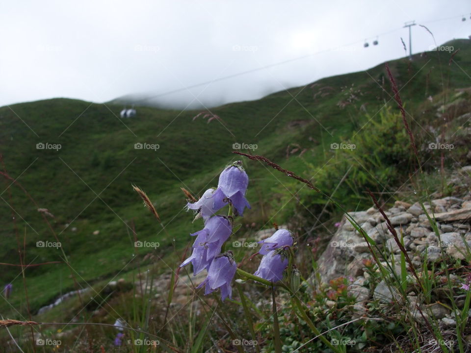 Blubells in Alps