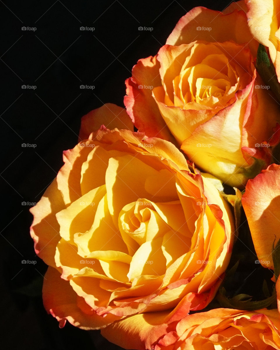 Yellow roses black background