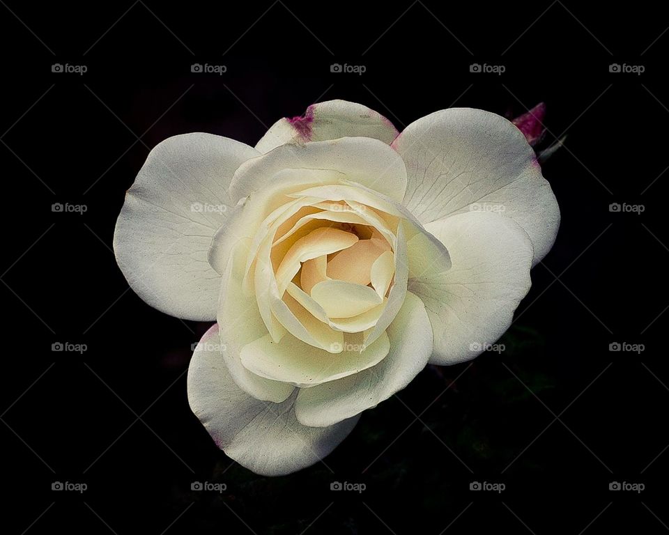 Single white rose