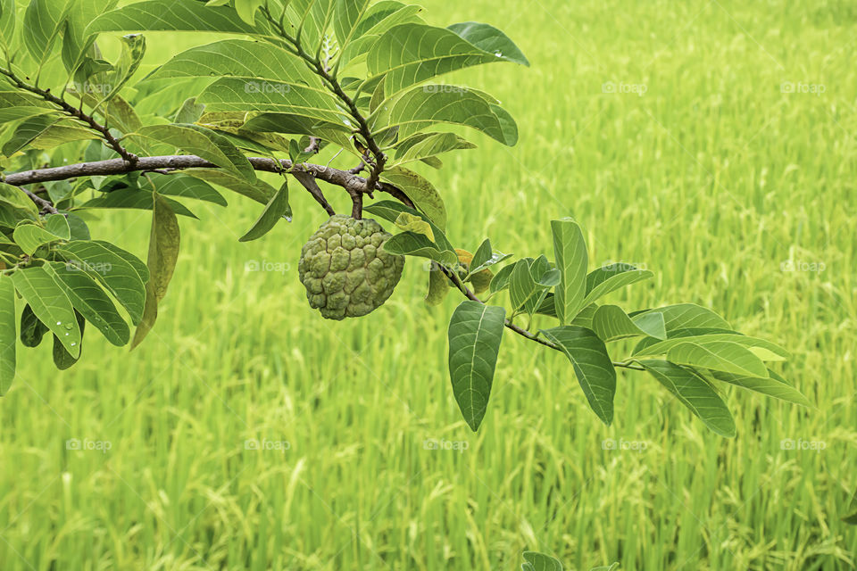 Custard apple on a tree The background in paddy fields.