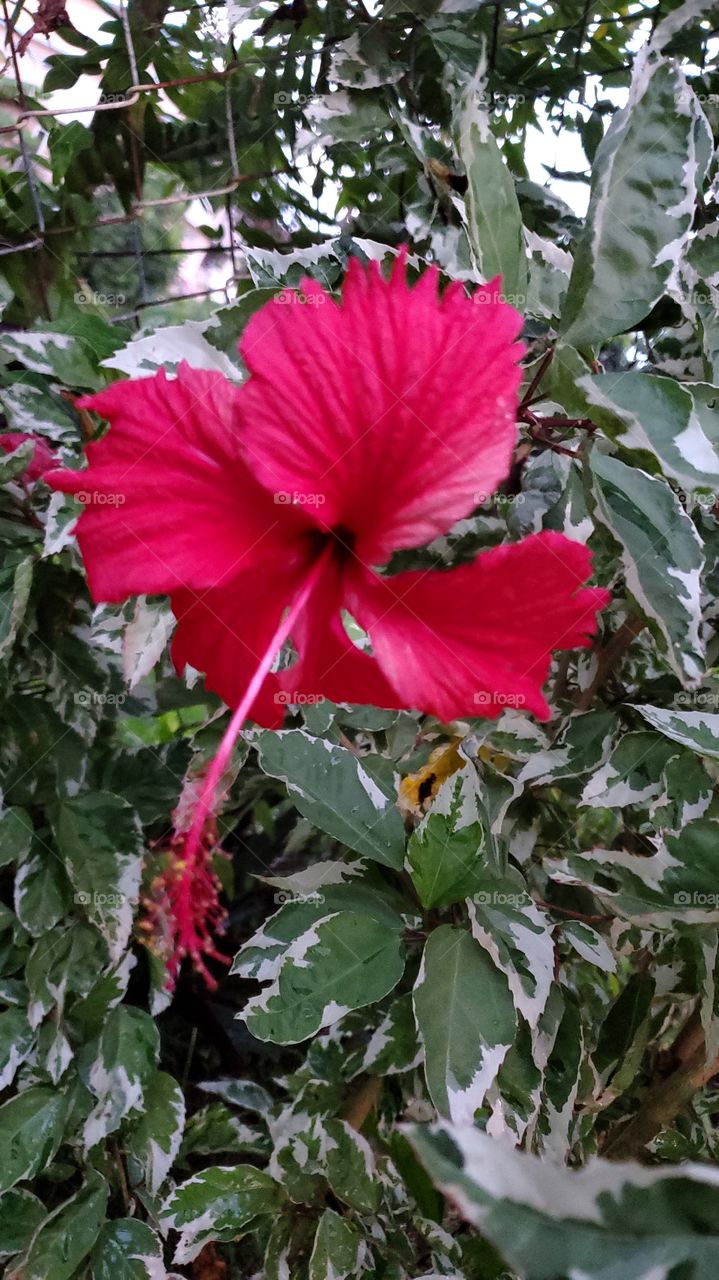 exotic hibiscus