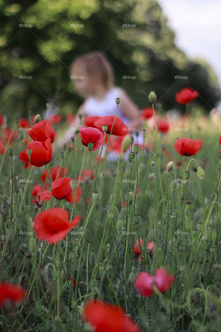 poppies