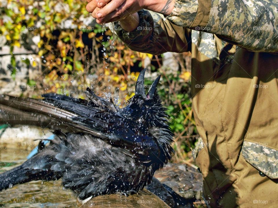 raven plays with water