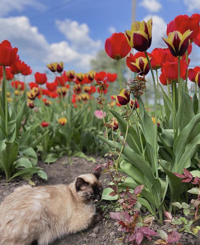 Spring 🐈
