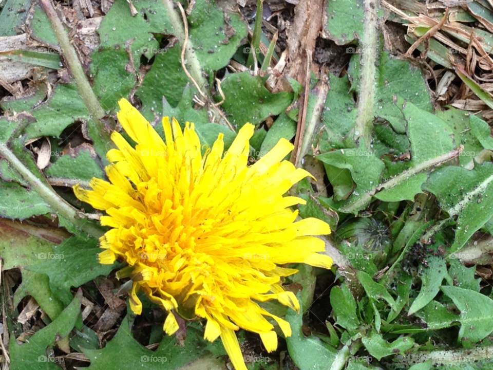 south carolina green ground yellow by indescribable