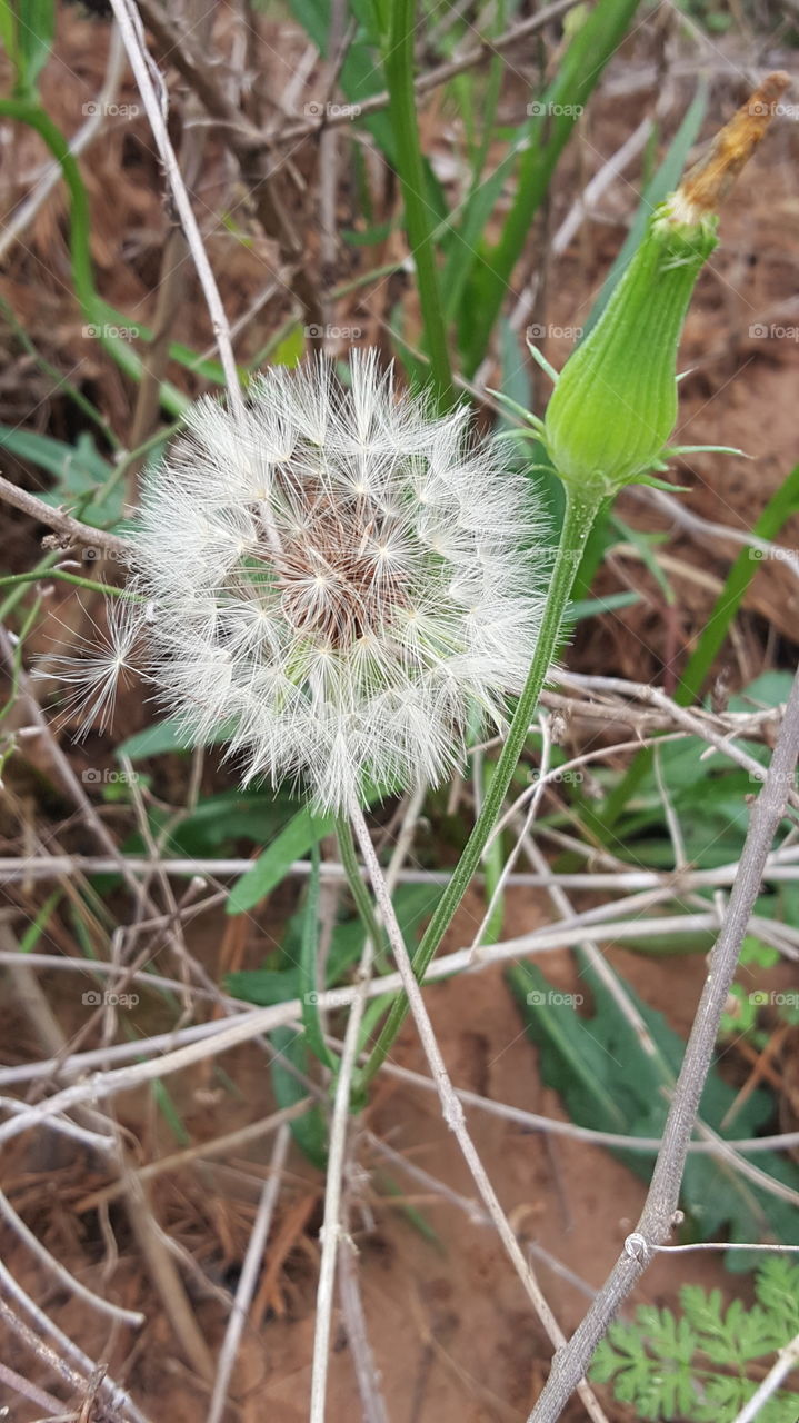 dandelion