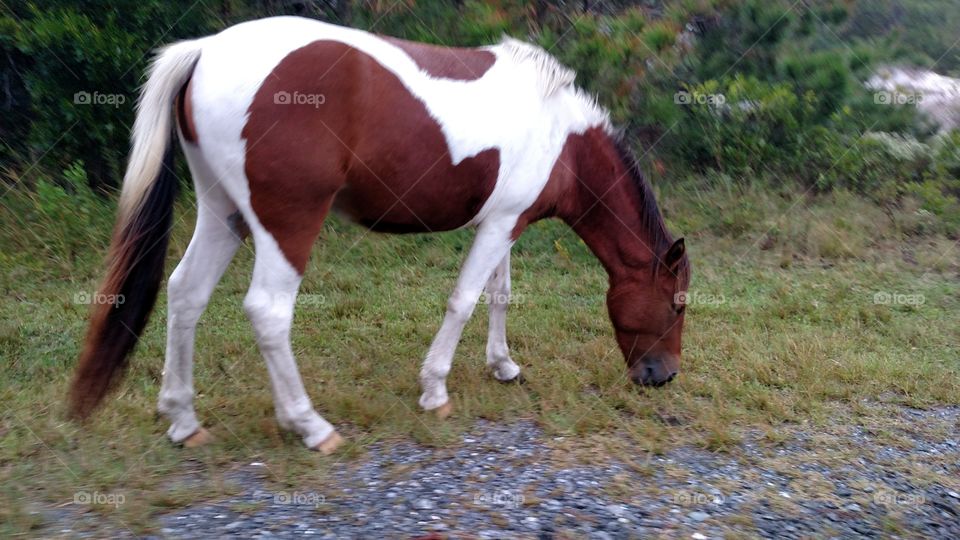 Horse brown and white