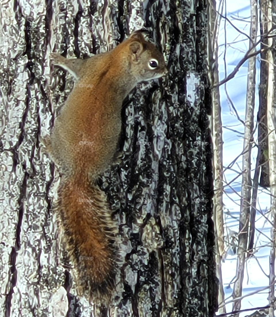 squirrel in winter