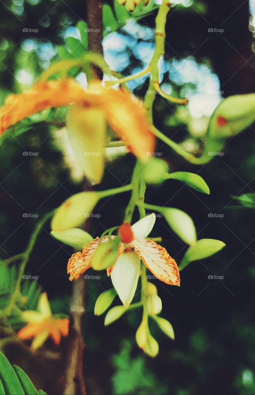 Tamarind flower