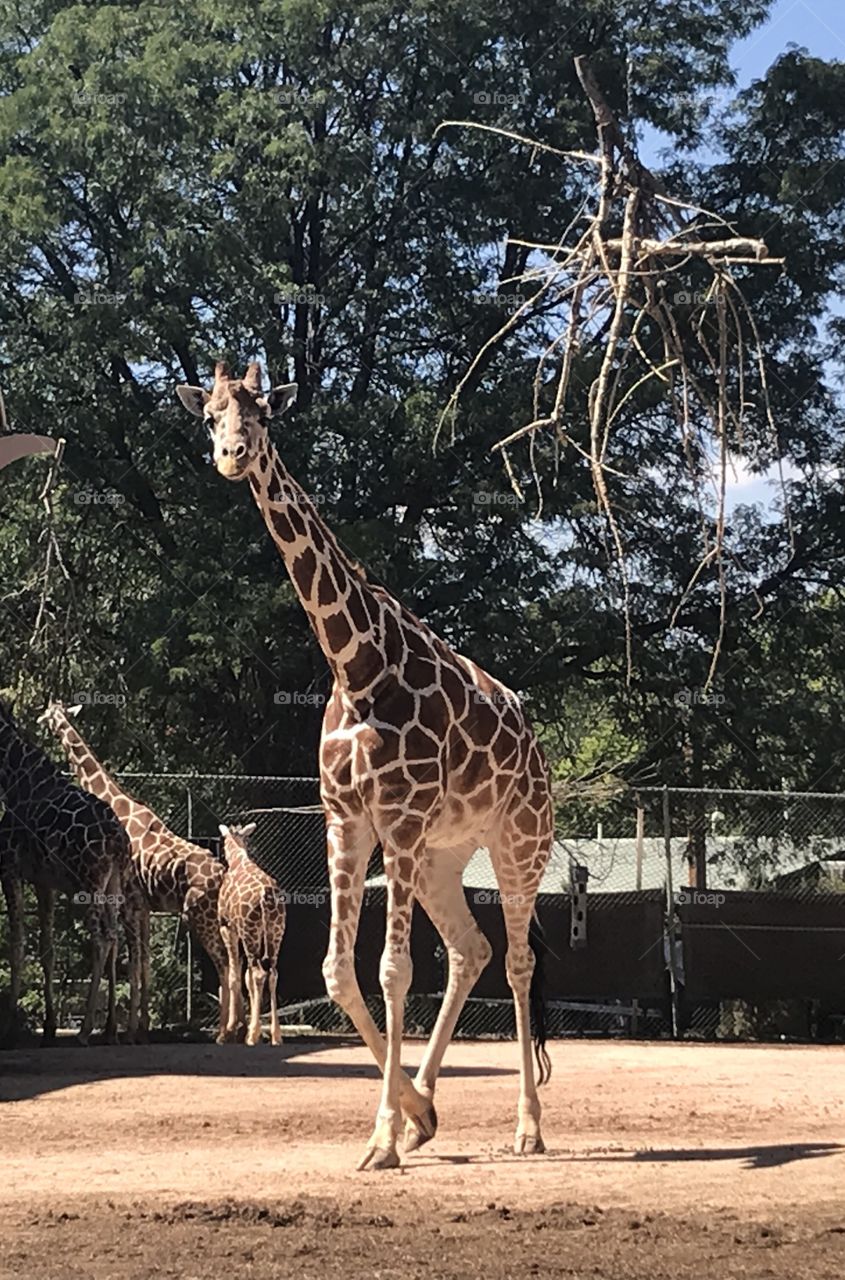 Giraffes at zoo