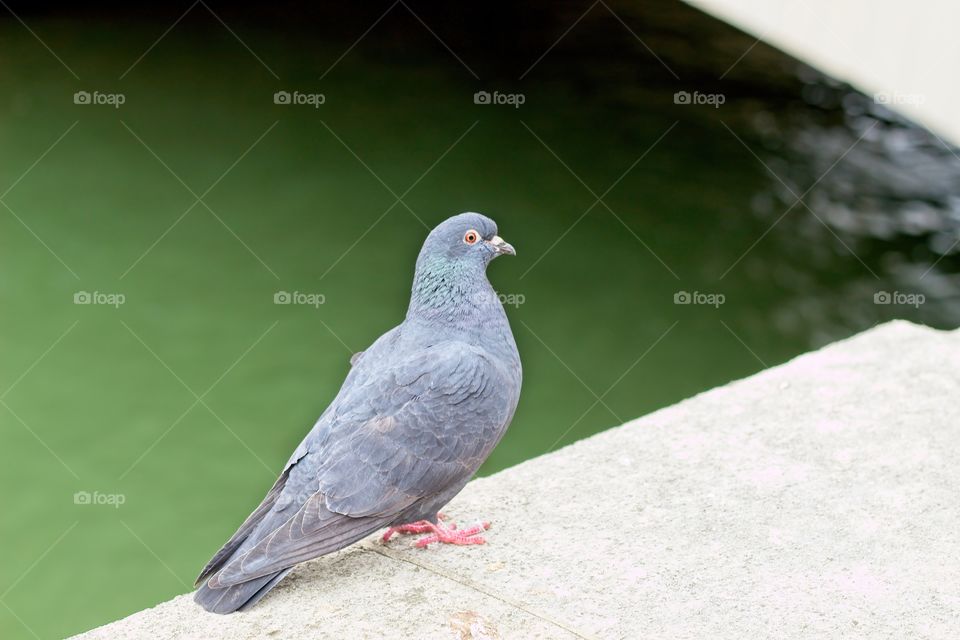 pigeon in the city