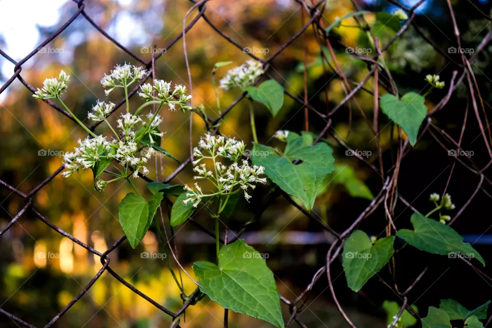 Flores