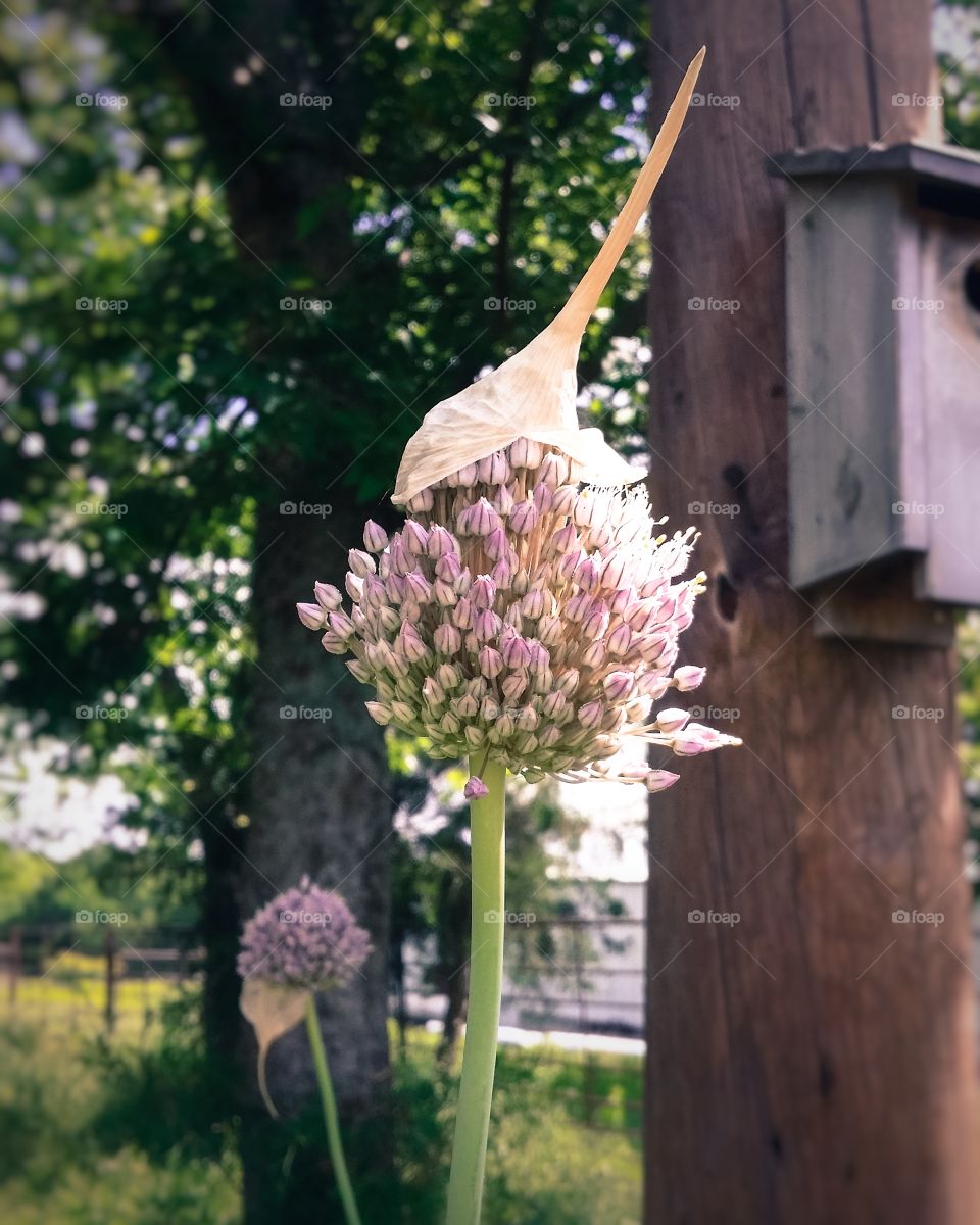 Wild garlic bloom with its paper cap