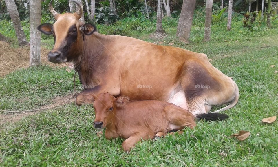 cow & little cow same position