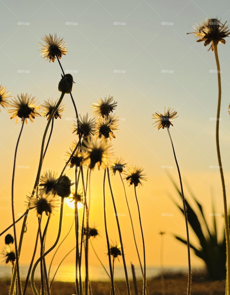The photo shows silhouetted wildflowers against a golden sky during sunset, with the light outlining the delicate details of the flowers’ seed heads.