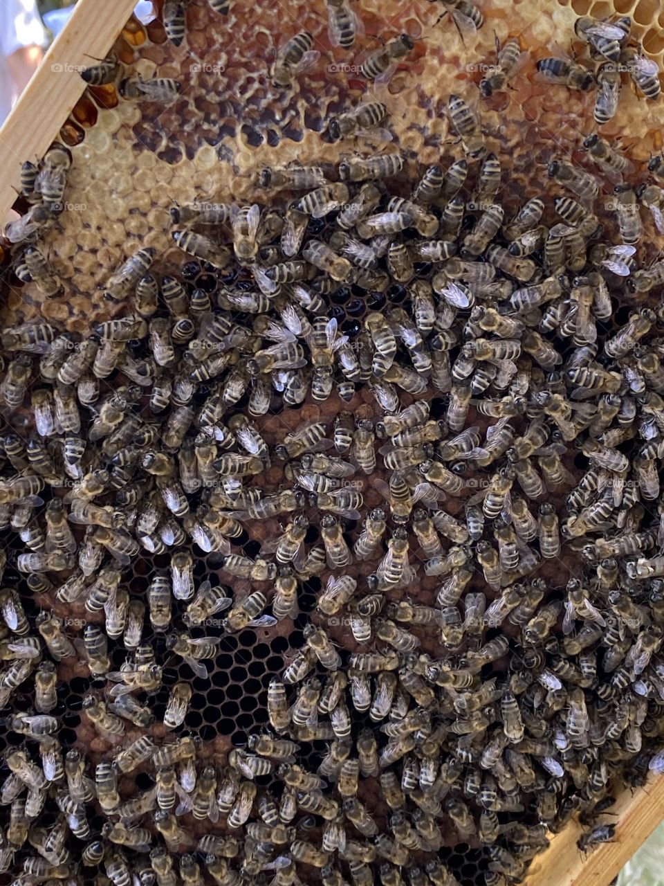 Honey bees on a honeycomb 