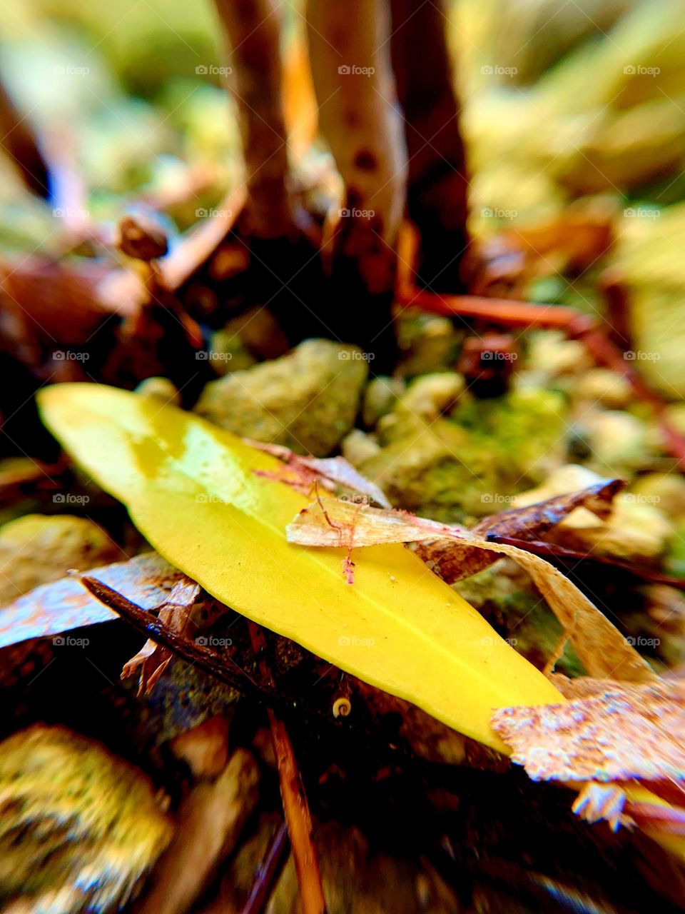 BRIGHT YELLOW LEAF