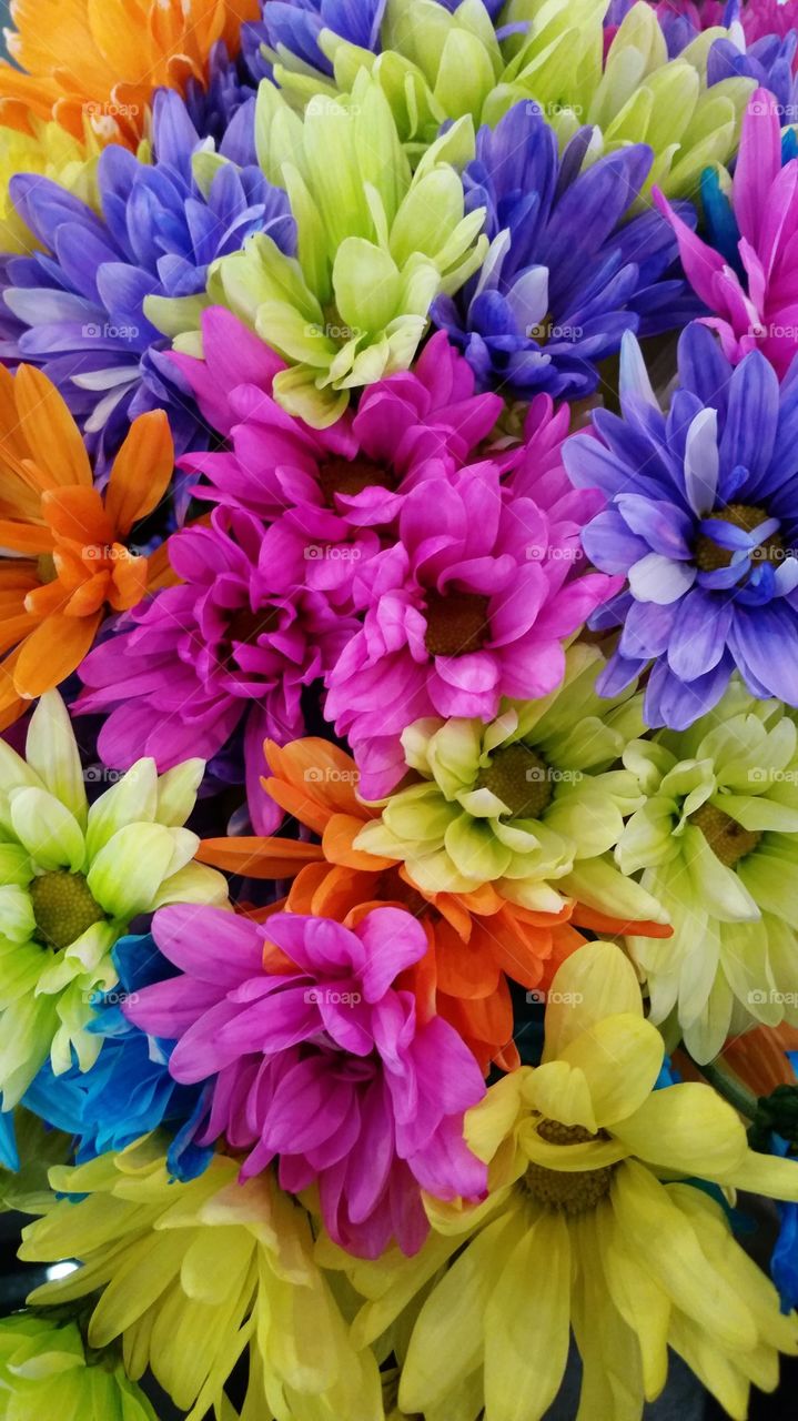 Wow color flowers