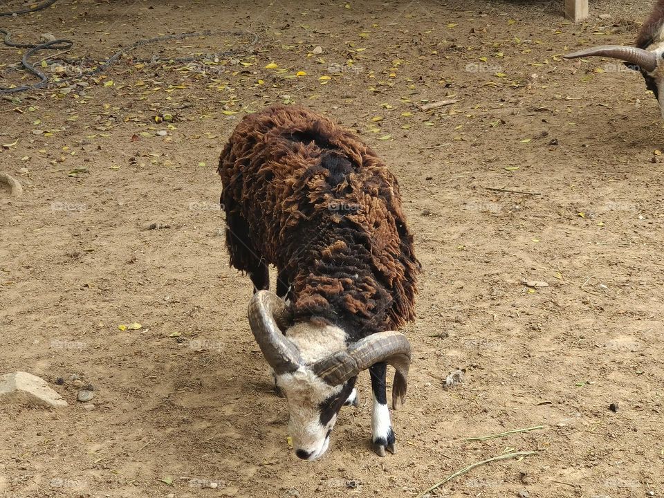 Sheep at Chulu Ranch in Beinan Township