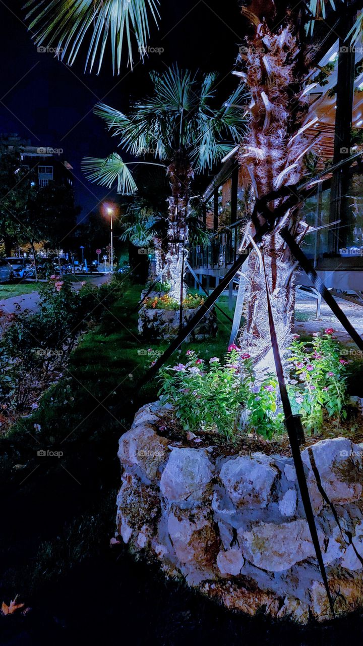 street light and palm trees in city at night