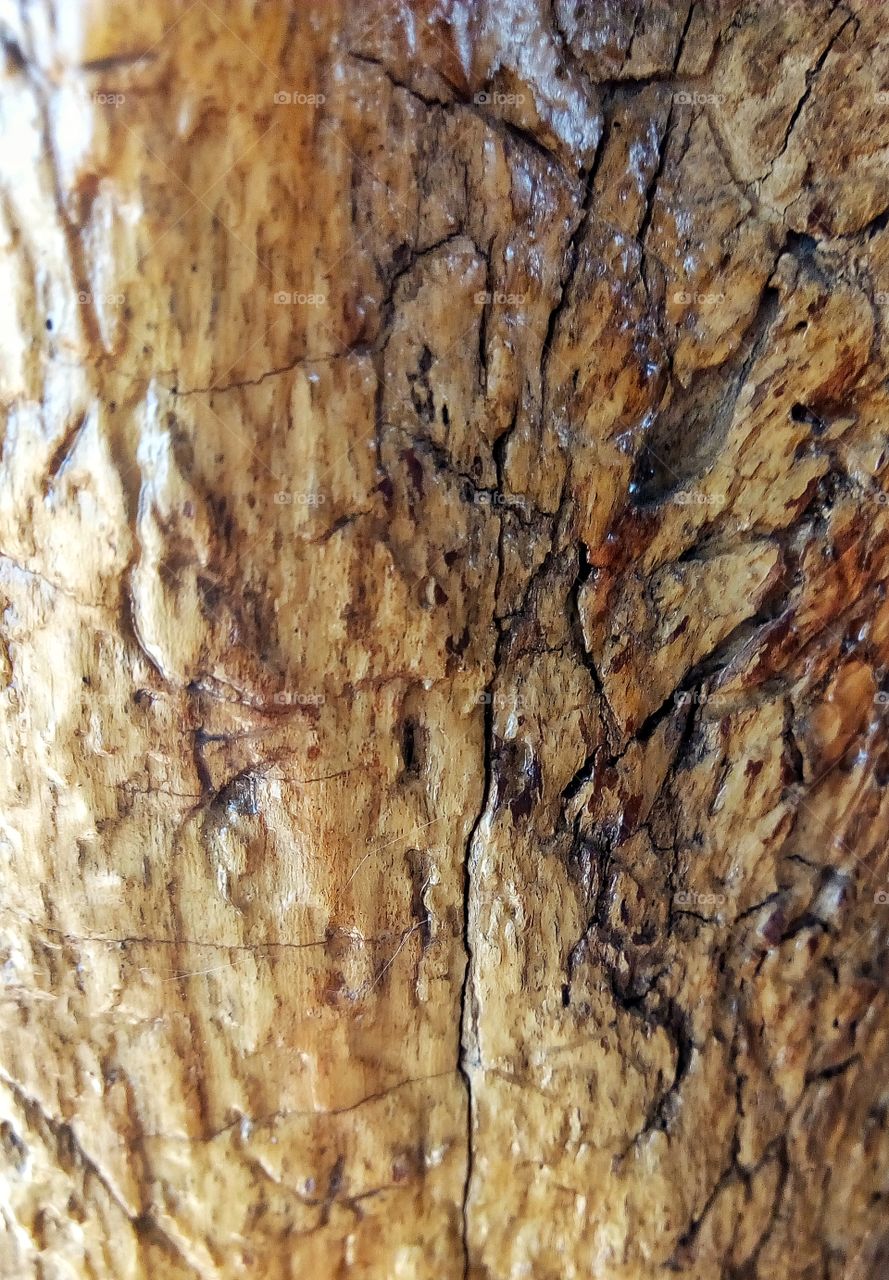Wood grain, natural